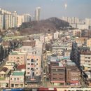 금란꽃 이미지