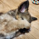 아기누리 | [입양후기] 경주동물사랑보호센터/댕댕이 자랑show(부제:사지말고 입양하자)