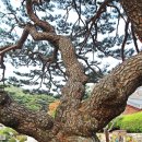 성덕축산 Daum카페