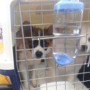 도도 켄넬 이미지