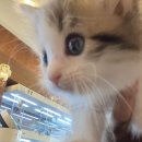 프리펫 강아지분양 고양이분양 천안본점 이미지