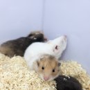 펫엔글라이더 천안점 | 펫엔글라이더 천안점에서 귀엽고 다양한 이색동물 만나고 힐링한 하루 후기