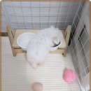 로얄펫 이미지
