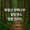 금곡영화마을 | 축령산 편백나무 숲, 힐링 명소 방문 가이드(+산림욕 명소)