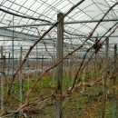 수현2농장 이미지