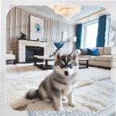 영주축협동물병원 | 영주시 폼스키분양 작은 가족을 맞이한 후 겪은 혼란과 책임감