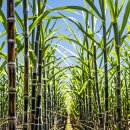 달콤한 푸른농장 이미지