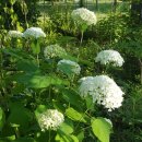 초연공원 이미지