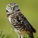 올빼미 이미지