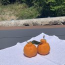 비자림라파 이미지