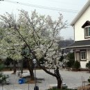 은대리 쉼나루 이미지