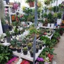 허니플라워LA
