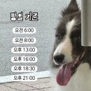 보더 콜리를 평화롭게 키우기 위한 산책표 이미지