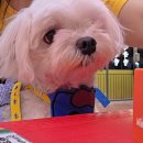 하림멕시칸 이미지