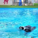 오후독 | [부천] 강아지 수영장 렛츠플레이독 내돈내산 방문 평일 오픈런 후기🌊