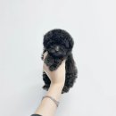 강아지분양 소형견분양 아기강아지분양 반려견입양 가정견분양 건강한강아지 전견종분양 애견분양 입양문의 책임분양 서울강아지분양 강남강아지분양 이미지