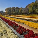 연천 국화 축제 이미지