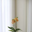 도기봉봉 이미지