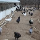 고려농장 이미지