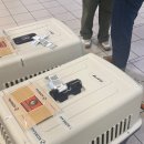 소망켄넬 이미지