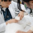 애보트래피드진단(주) | 강아지 슬개골 &amp; 관절 건강 관리 + 영양제 추천