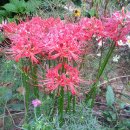 깍꼬뽁꼬 이미지