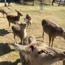 사슴약국 이미지