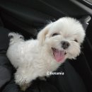 주민육소간 이미지