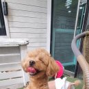 독스호텔리어 이미지