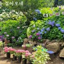 정호순 꽃이 말을 걸어오네 ai작곡 여자 노래 이미지