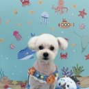 디어마이몽 이미지