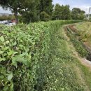 영인면 아산호로 이미지