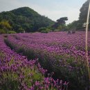 양산 라벤더 카페 느티나무의사랑
