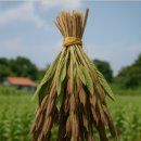 금풍농장 이미지