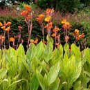 춘식농장 이미지