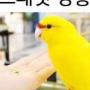 앵무새카페리프패럿분당
