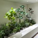 플랜테리어 | 한양대학교 플랜테리어 시공 후기 – 고무나무와 필로덴드론으로 완성한 실내 조경