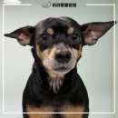리라동물병원 이미지