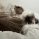 숲냥숲냥 이미지