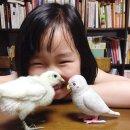 꼬꼬머꼬