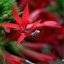 바이올린 (B) 이미지