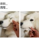 뽀솜이
