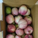 남진농장 | 밀양 아이랑 갈만한 곳 ▶ 사과 체험 농장에서 가을 즐기기(세운 농원)