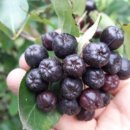 산모랭이풀내음 이미지