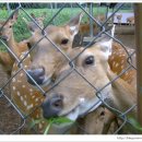 한계사슴농원 이미지