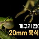 작은 벌레가 어떻게 개구리를 사냥할까? 먹이사슬 파괴자 | 양서류 전문 사냥꾼 | 큰노랑테먼지벌레 이미지
