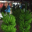 축복농장 이미지