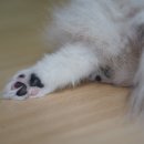 목욕하는 강아지 이미지