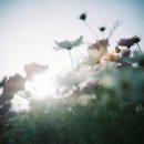 한국디지털수출나라 주식회사 | 빈티지디카 캐논 IXY 55 내돈내산 직구 후기 결과물