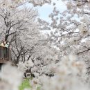 삼랑진양수발전소 | 밀양 삼랑진양수발전소 숨겨진 벚꽃길 드라이브 코스! 봄에만 만나는 풍경